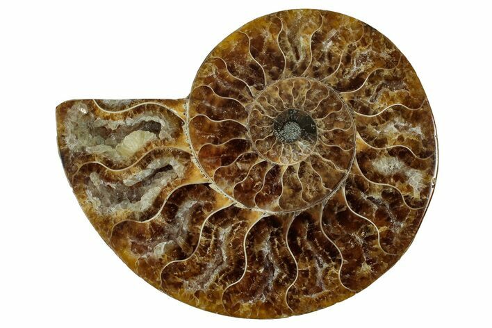 Cut & Polished Ammonite Fossil (Half) - Madagascar #344410
